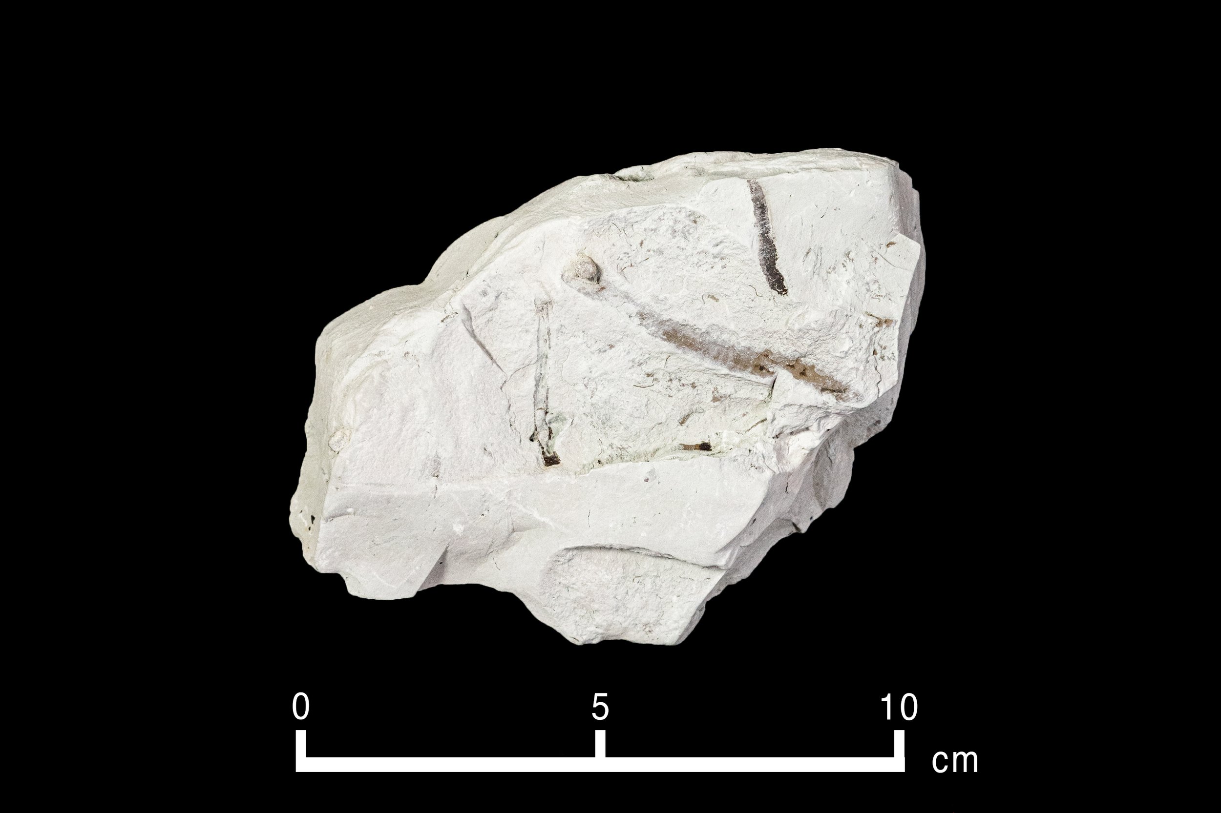 Browse Ediacaran — Geoscience Research Institute